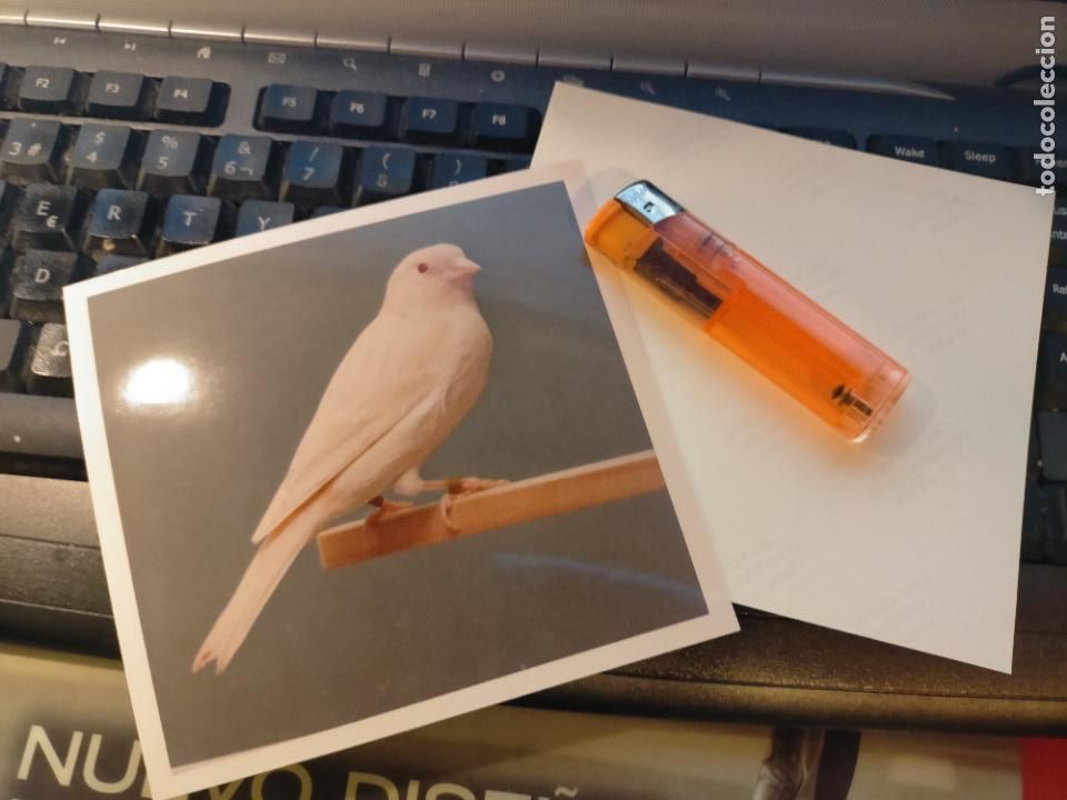 Fotograf&iacute;a antigua: antigua fotografia original a&ntilde;o 70s pajaros canarios COLOR concurso ornitologico pose 13.4x12,4 cm