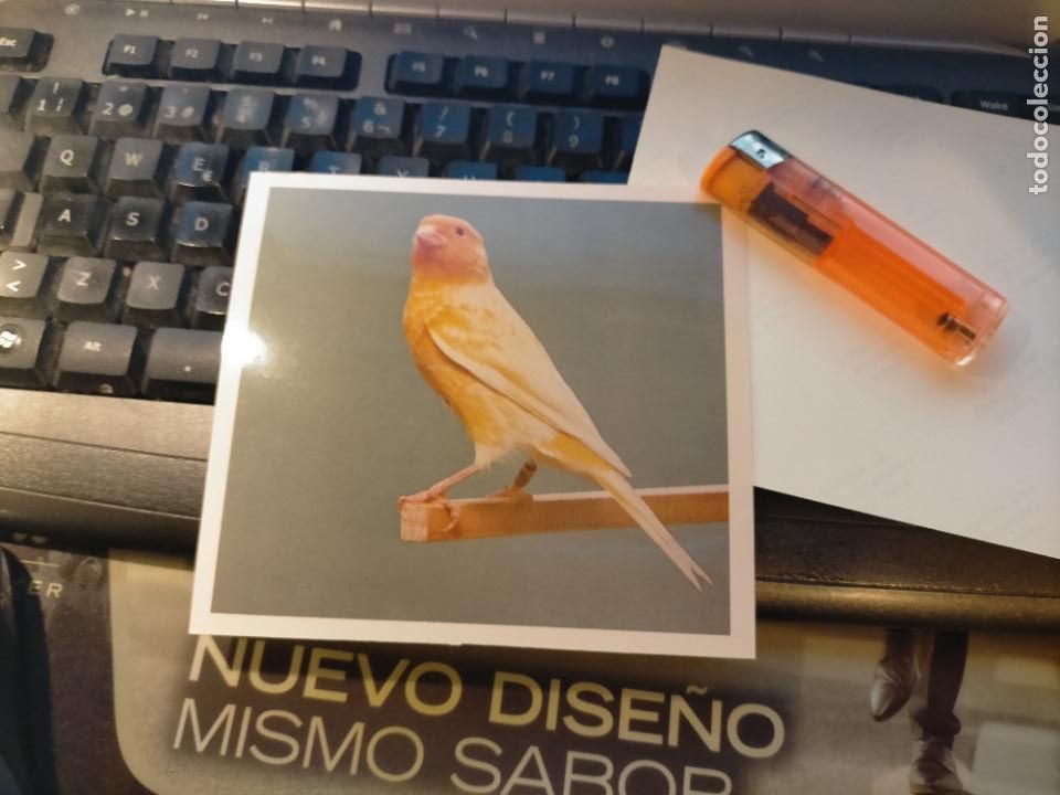 Fotograf&iacute;a antigua: antigua fotografia original a&ntilde;o 70s pajaros canarios COLOR concurso ornitologico pose 13.4x12,4 cm