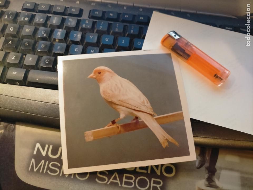 Fotograf&iacute;a antigua: antigua fotografia original a&ntilde;o 70s pajaros canarios COLOR concurso ornitologico pose 13.4x12,4 cm