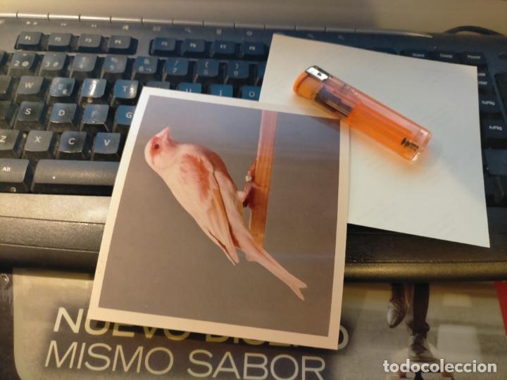 Fotograf&iacute;a antigua: antigua fotografia original a&ntilde;o 70s pajaros canarios COLOR concurso ornitologico pose 13.4x12,4 cm