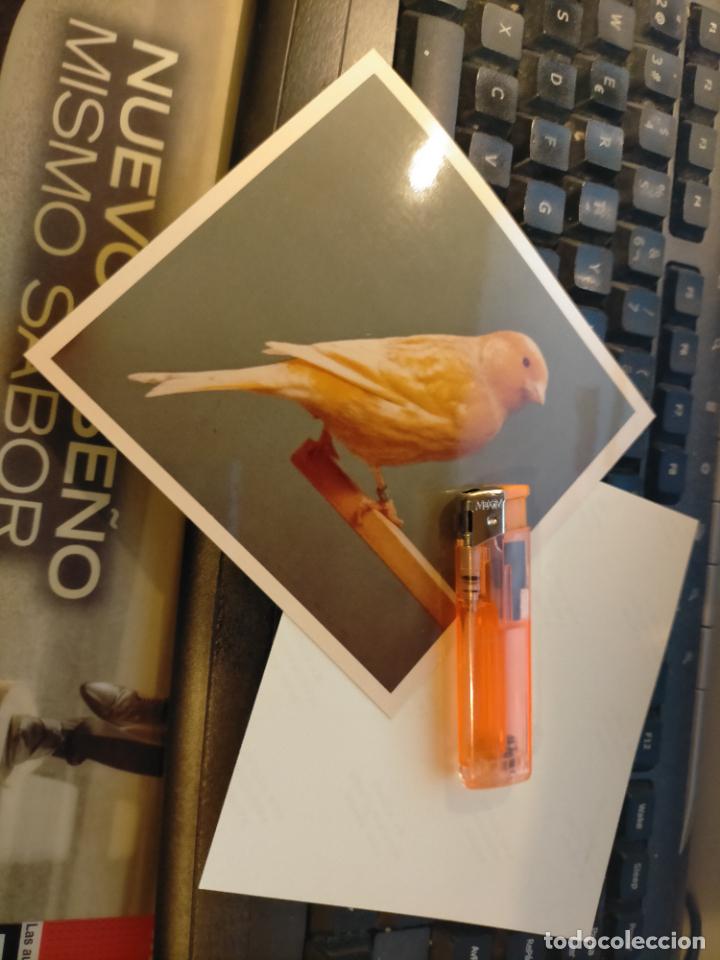 Fotograf&iacute;a antigua: antigua fotografia original a&ntilde;o 70s pajaros canarios COLOR concurso ornitologico pose 13.4x12,4 cm
