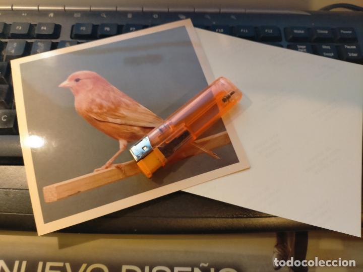 Fotograf&iacute;a antigua: fotografia original a&ntilde;o 70 pajaros canarios COLOR concurso ornitologico pose 13.4x12,4 cm MALINOIS ?