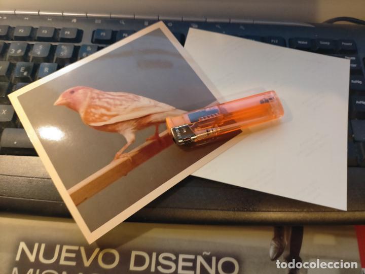 Fotograf&iacute;a antigua: fotografia original a&ntilde;o 70 pajaros canarios COLOR concurso ornitologico pose 13.4x12,4 cm MALINOIS ?
