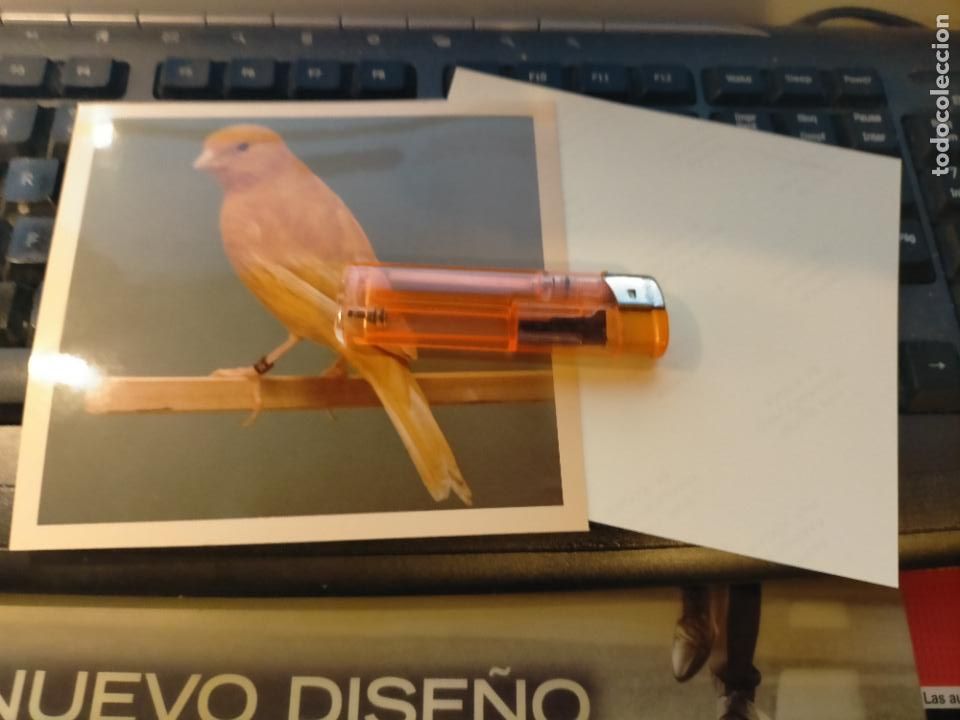 Fotograf&iacute;a antigua: fotografia original a&ntilde;o 70 pajaros canarios COLOR concurso ornitologico pose 13.4x12,4 cm MALINOIS ?