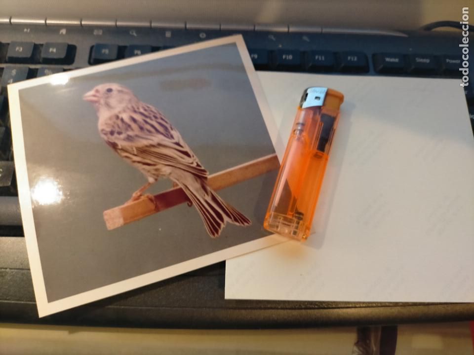 Fotografia antiga: fotografia original a&ntilde;o 70 pajaros canarios COLOR concurso ornitologico pose 13.4x12,4 cm MALINOIS ?