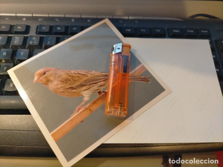 Fotografia antiga: fotografia original a&ntilde;o 70 pajaros canarios COLOR concurso ornitologico pose 13.4x12,4 cm MALINOIS ?