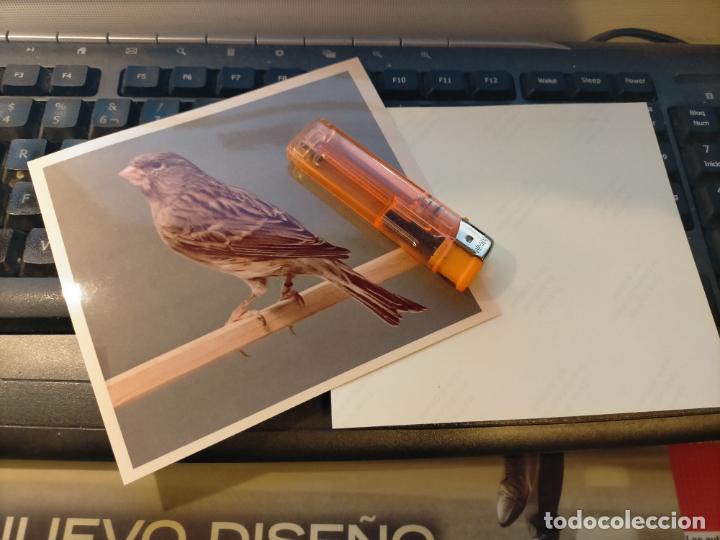 Fotograf&iacute;a antigua: fotografia original a&ntilde;o 70 pajaros canarios COLOR concurso ornitologico pose 13.4x12,4 cm MALINOIS ?