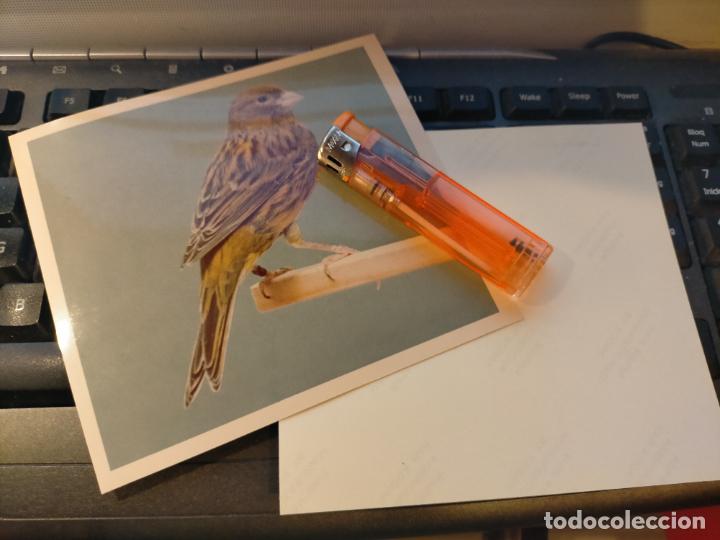 Fotograf&iacute;a antigua: fotografia original a&ntilde;o 70 pajaros canarios COLOR concurso ornitologico pose 13.4x12,4 cm MALINOIS ?