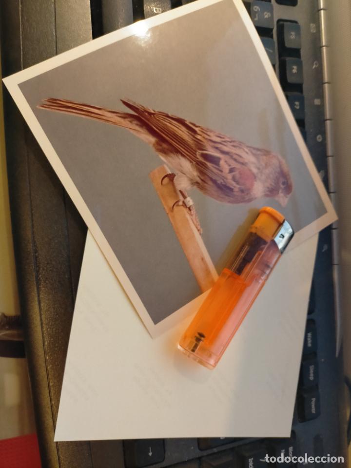 Fotograf&iacute;a antigua: fotografia original a&ntilde;o 70 pajaros canarios COLOR concurso ornitologico pose 13.4x12,4 cm MALINOIS ?