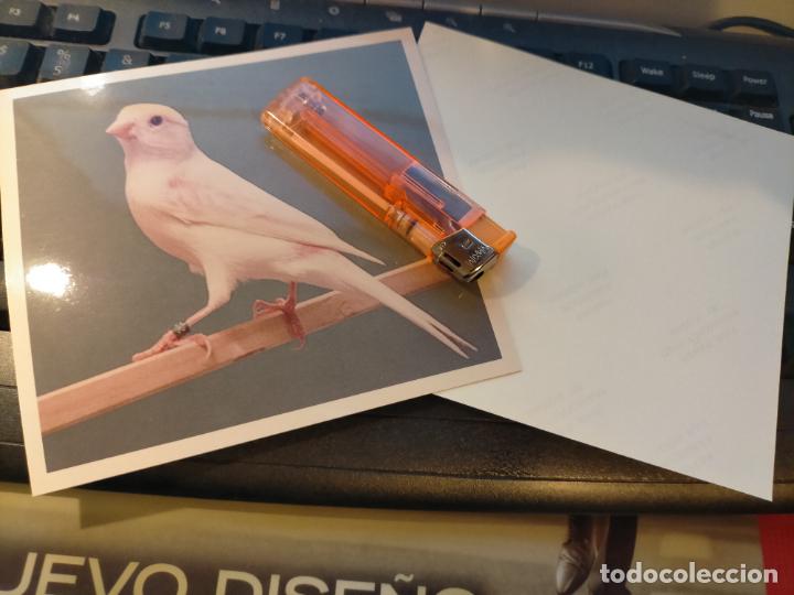 Fotograf&iacute;a antigua: fotografia original a&ntilde;o 70 pajaros canarios COLOR concurso ornitologico pose 13.4x12,4 cm MALINOIS ?