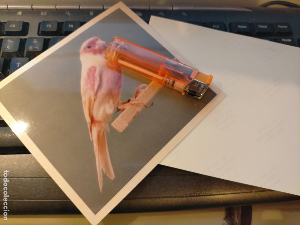 Fotograf&iacute;a antigua: fotografia original a&ntilde;o 70 pajaros canarios COLOR concurso ornitologico pose 13.4x12,4 cm MALINOIS ?
