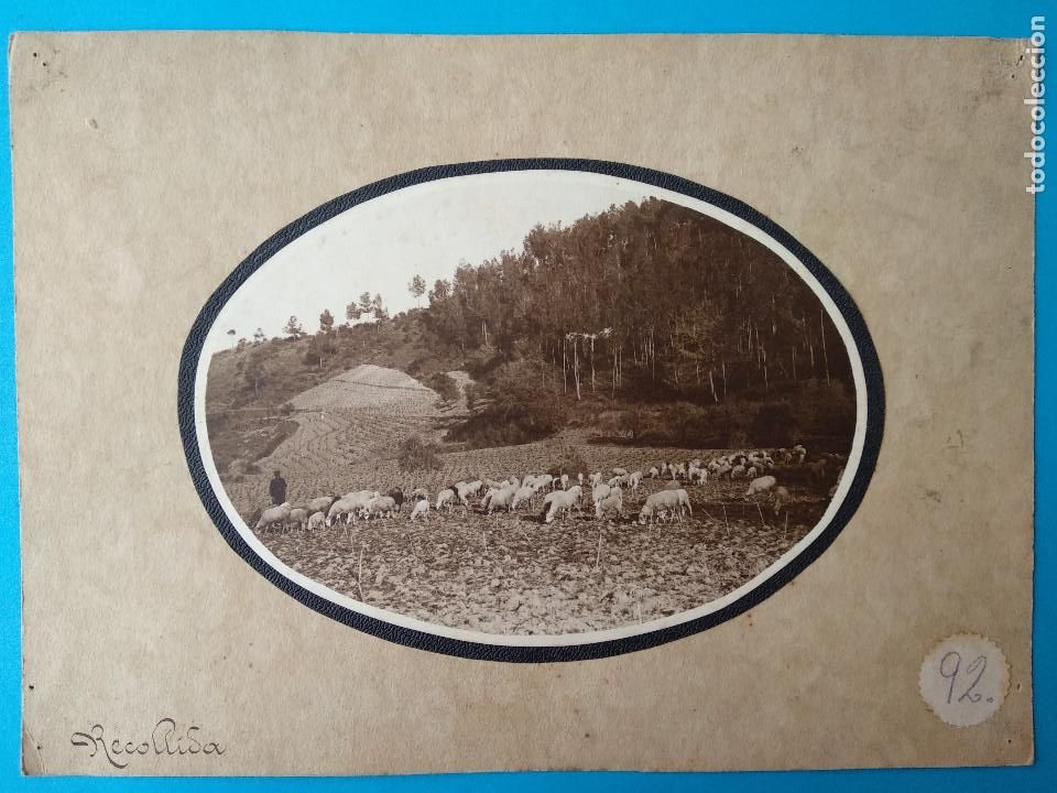 Alte Fotografie: FOTO ANTIGUA, RECOLLIDA, RECOGIDA. FOLKLORE. ZONA CATALU&Ntilde;A?