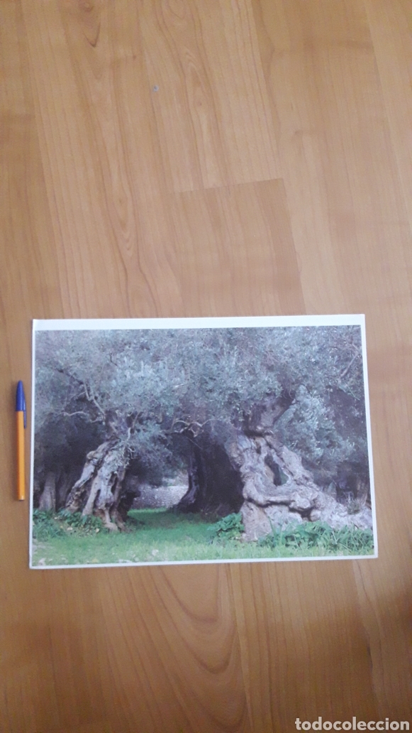 Fotograf&iacute;a antigua: CROMALIN OLIVO