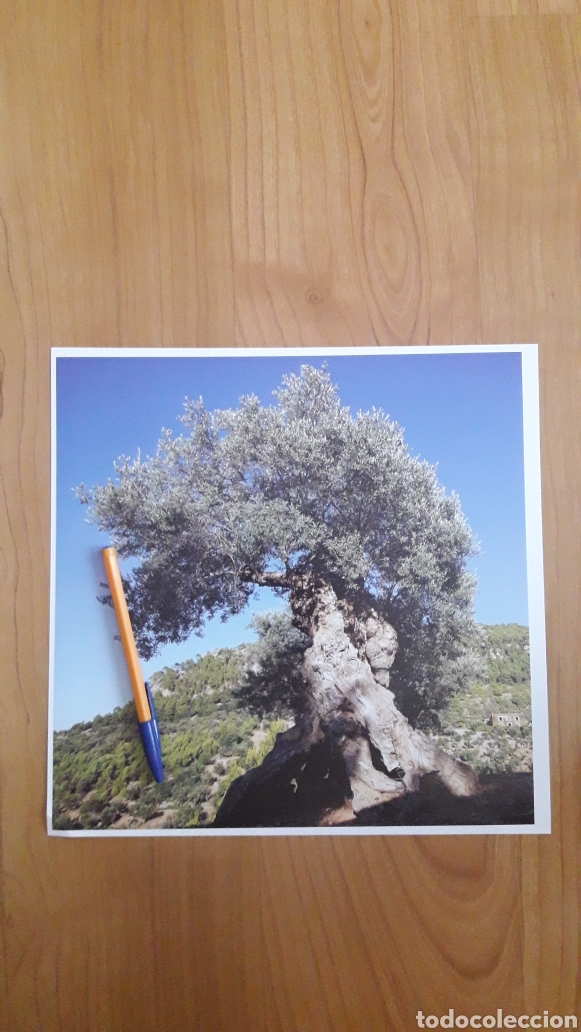 Fotograf&iacute;a antigua: CROMALIN OLIVO