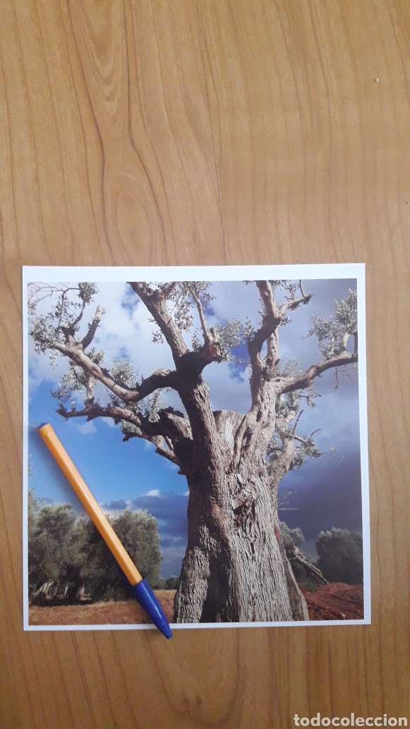 Fotograf&iacute;a antigua: CROMALIN OLIVO