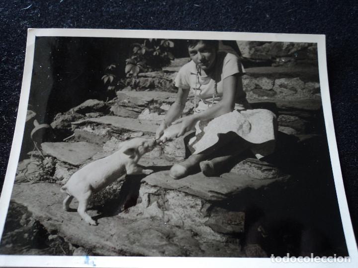 Fotograf&iacute;a antigua: fotografia ni&ntilde;a dando biberon a cerdito, a&ntilde;os 60, 12 x 8,5 cm
