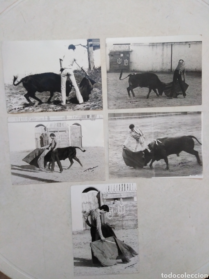 Fotograf&iacute;a antigua: Lote de 5 fotograf&iacute;as de toros originales ( BERET - FOT&Oacute;GRAFO TAURINO )