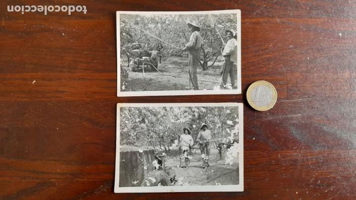 Fotografia antica: Un retrato agricultores fumigando campo de &aacute;rboles frutales a&ntilde;os 50&acute;s, dos im&aacute;genes a elegir