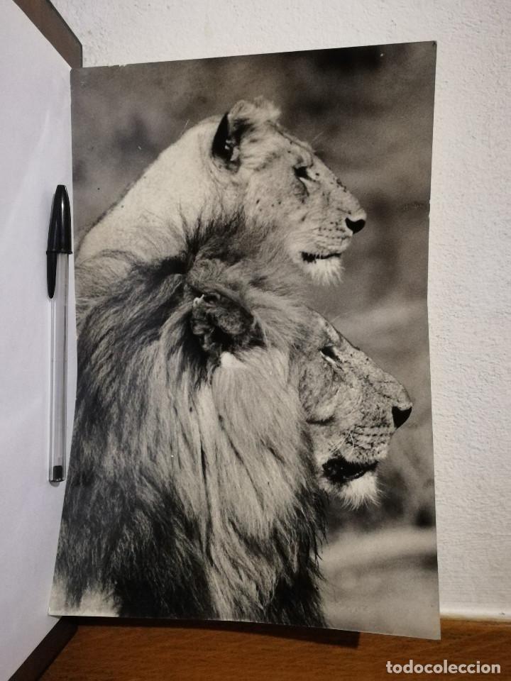 Fotograf&iacute;a antigua: ANTIGUA FOTOGRAFIA -A4- LEONES - FAUNA - LEON LEONA