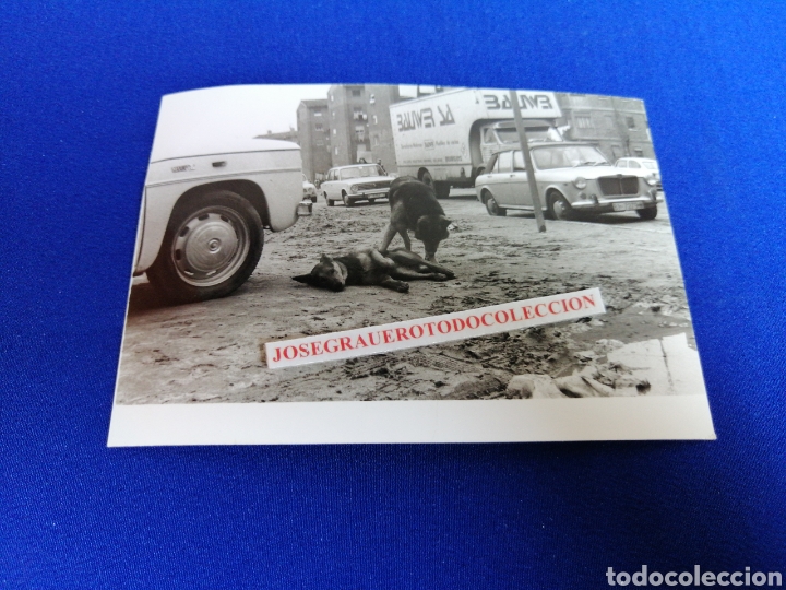 Antique Photography: PERRO MUERTO CON OTRO PERRO FOTOGRAF&Iacute;A ART&Iacute;STICA