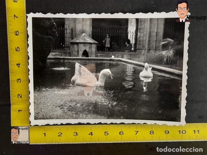 Photographie ancienne: CLAUSTRO CATEDRAL DE BARCELONA - ESTANQUE CON DOS DE SUS T&Iacute;PICAS 13 OCAS - FOTO ANTIGUA A&Ntilde;OS 50/60