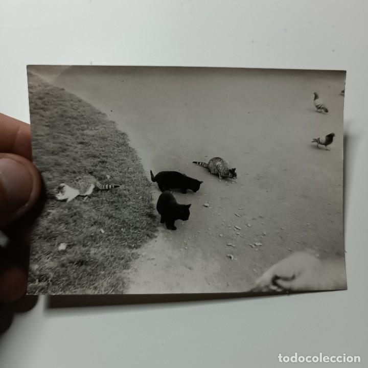 Antique Photography: FOTOGRAFIA - GATOS COMIENDO EN UN PARQUE DE BARCELONA - A&Ntilde;OS 50 / 107