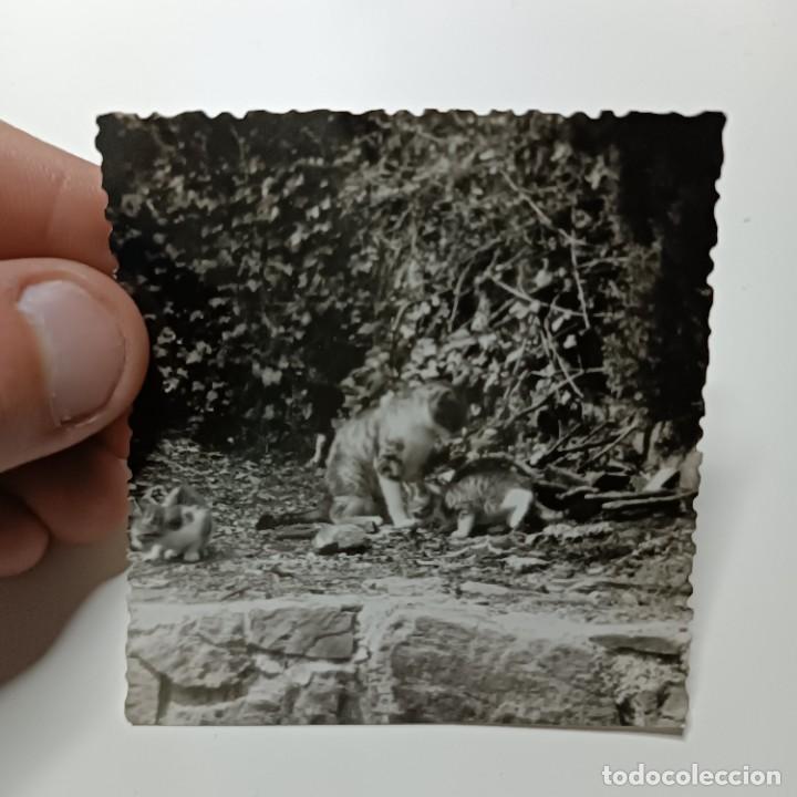 Antique Photography: FOTOGRAFIA - GATOS EN UN PARQUE DE BARCELONA - A&Ntilde;OS 50 / 109