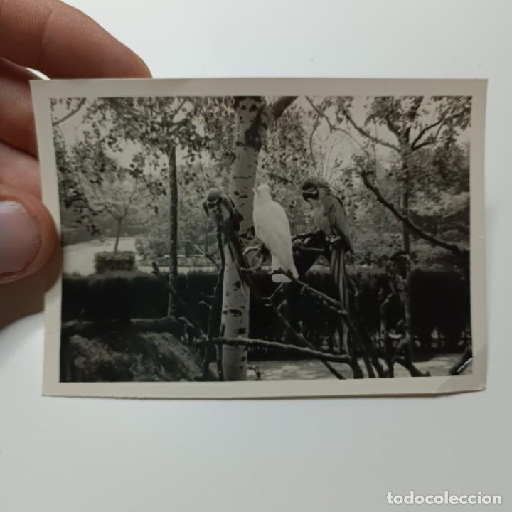 Fotograf&iacute;a antigua: FOTOGRAFIA - TRES LOROS DE DISTINTOS COLORES EN UN PARQUE DE BARCELONA - A&Ntilde;OS 50 / 111