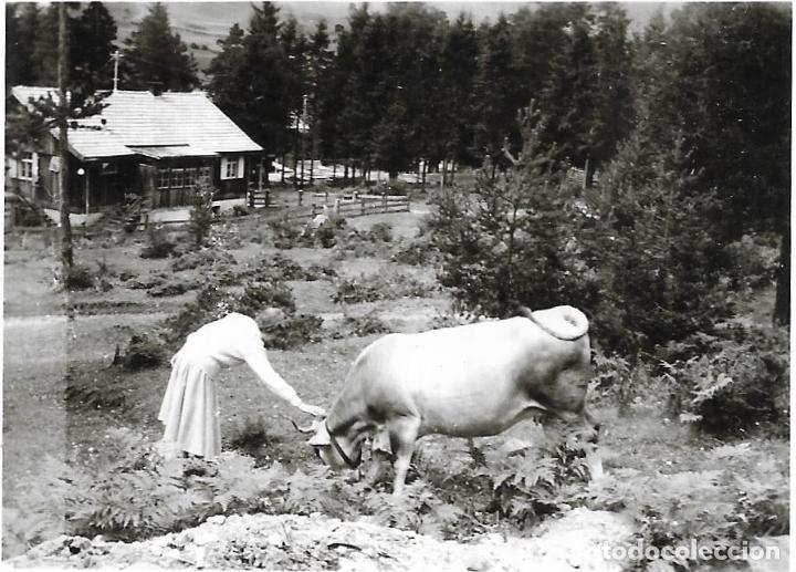 Photographie ancienne: :::: HH285 - FOTOGRAFIA - SE&Ntilde;ORA ACARICIANDO A UNA VACA