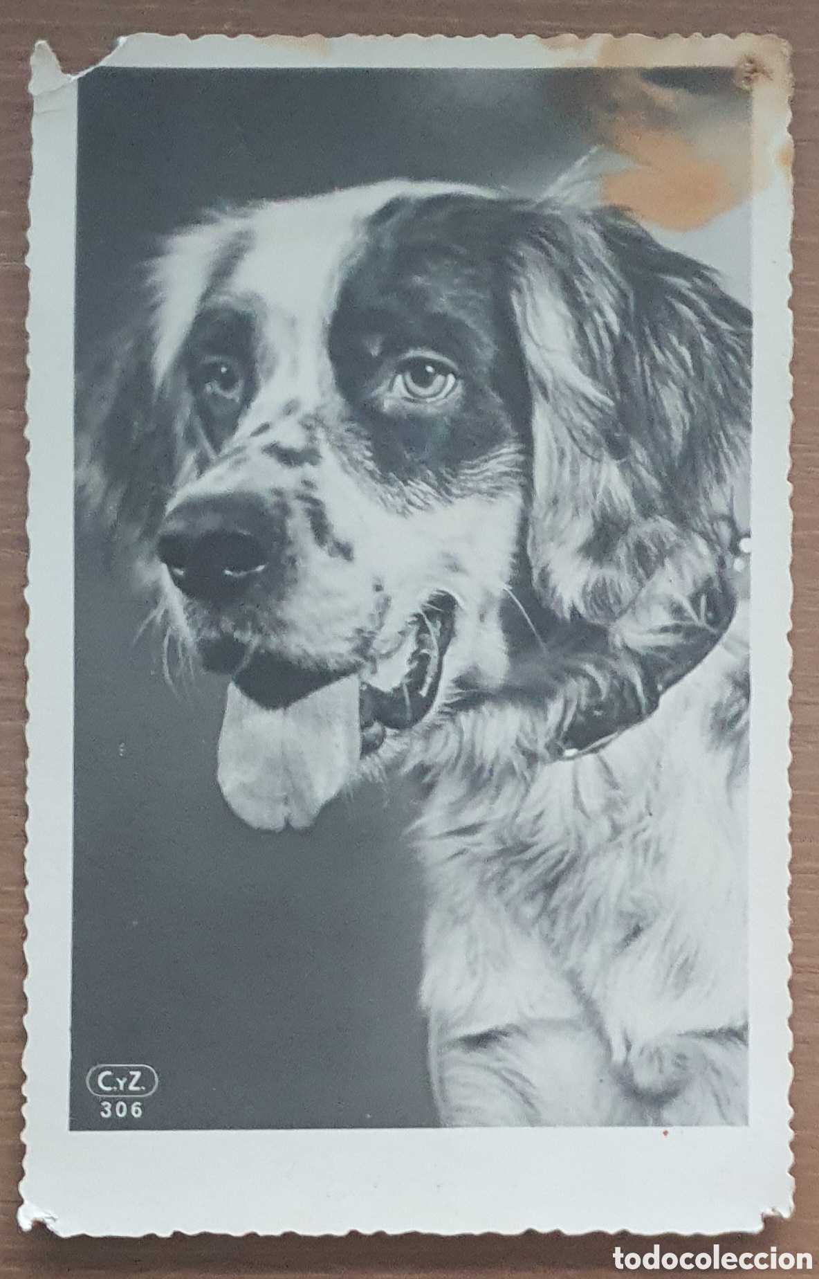Fotograf&iacute;a antigua: COLECCI&Oacute;N POSTAL RAZAS PERROS - Foto 2