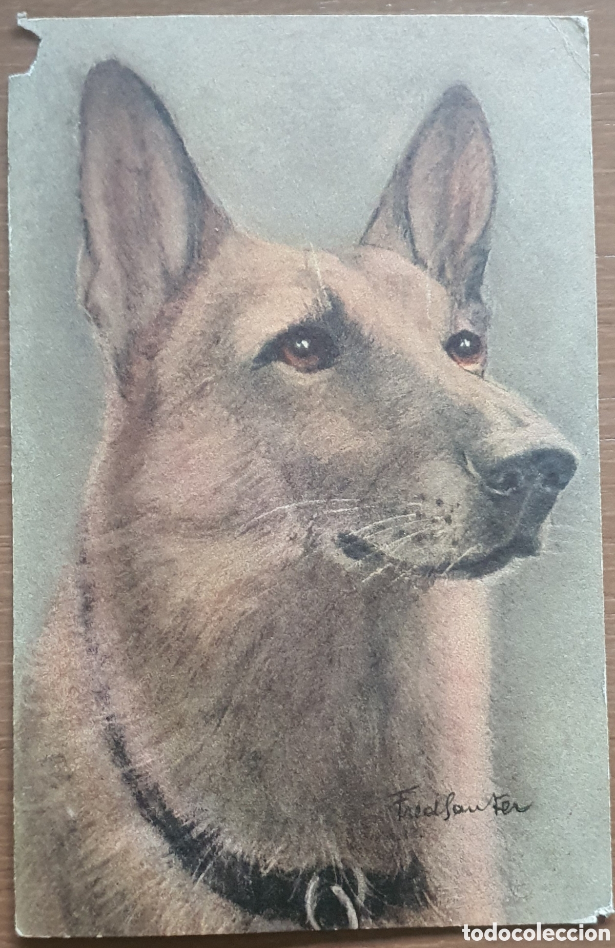 Fotograf&iacute;a antigua: COLECCI&Oacute;N POSTAL RAZAS PERROS - Foto 3