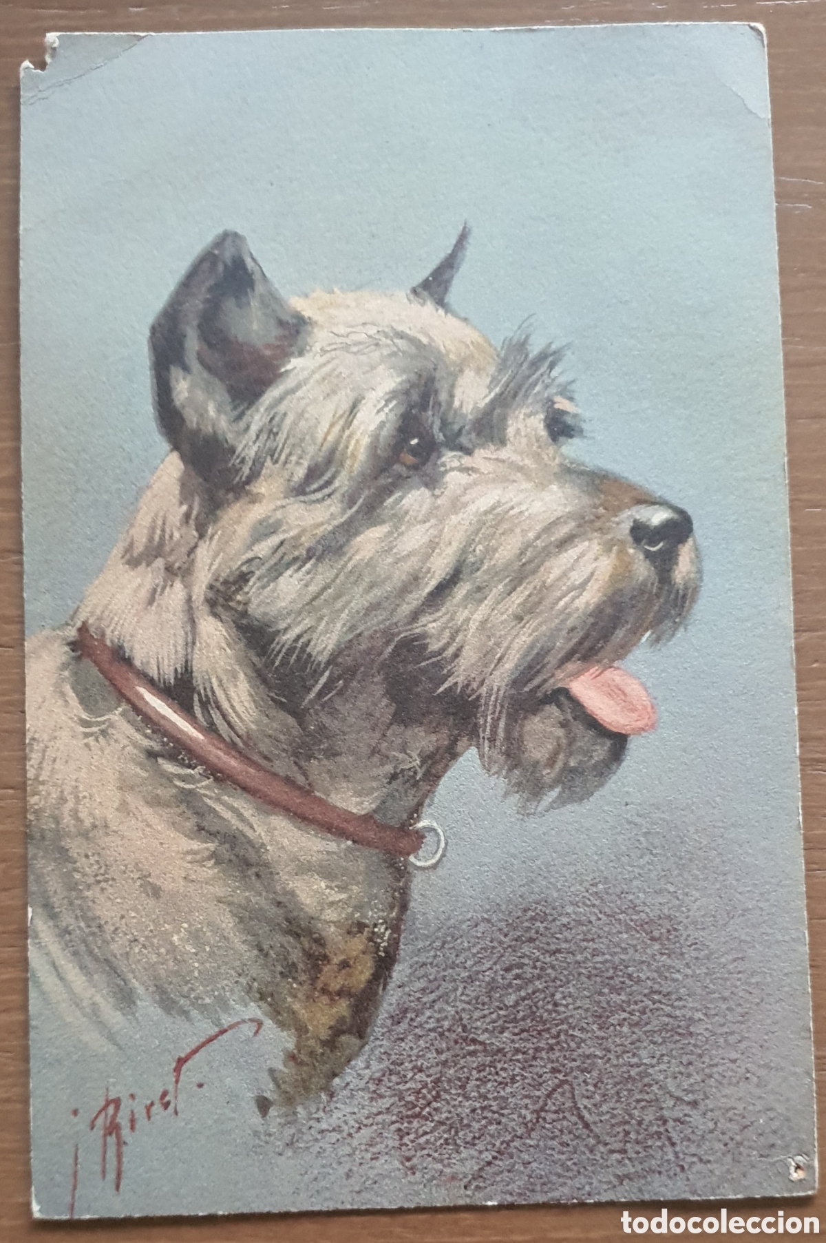Fotograf&iacute;a antigua: COLECCI&Oacute;N POSTAL RAZAS PERROS - Foto 5