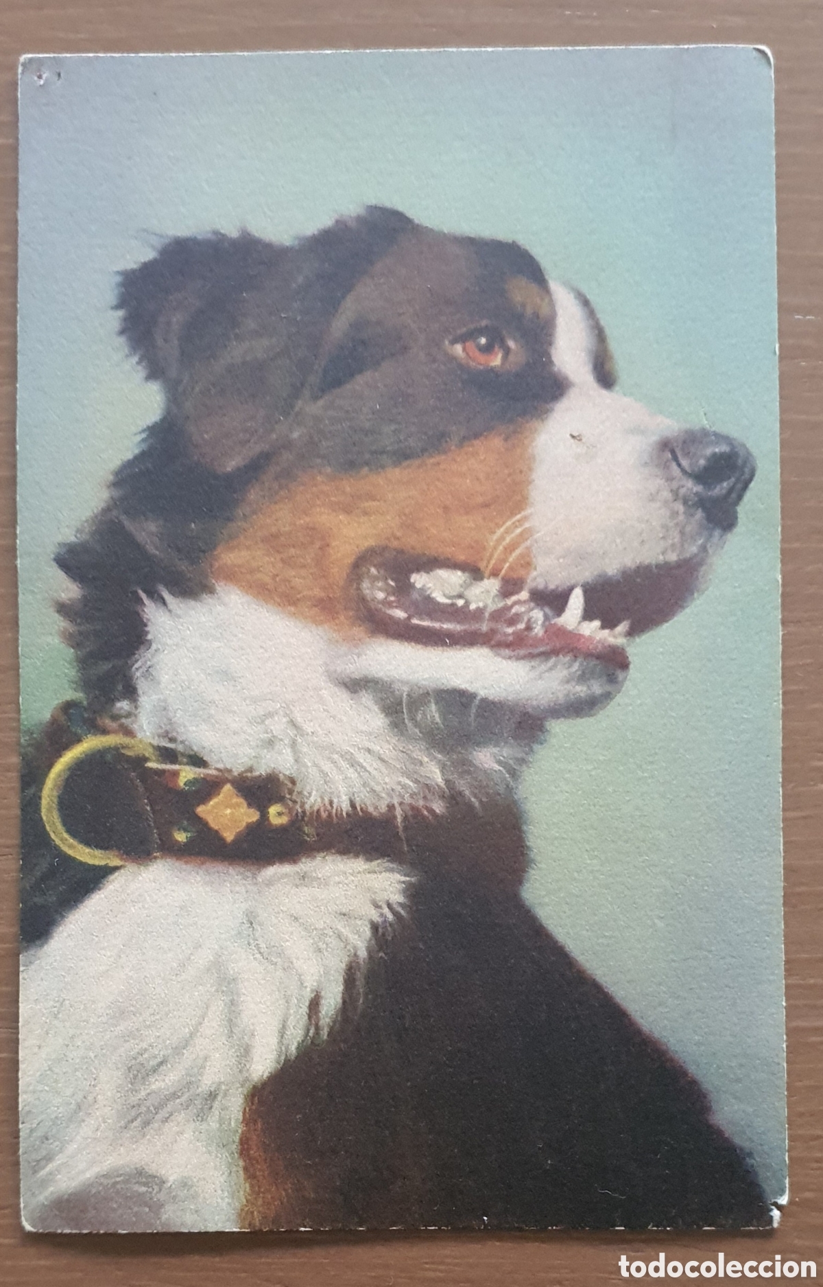Fotograf&iacute;a antigua: COLECCI&Oacute;N POSTAL RAZAS PERROS - Foto 6