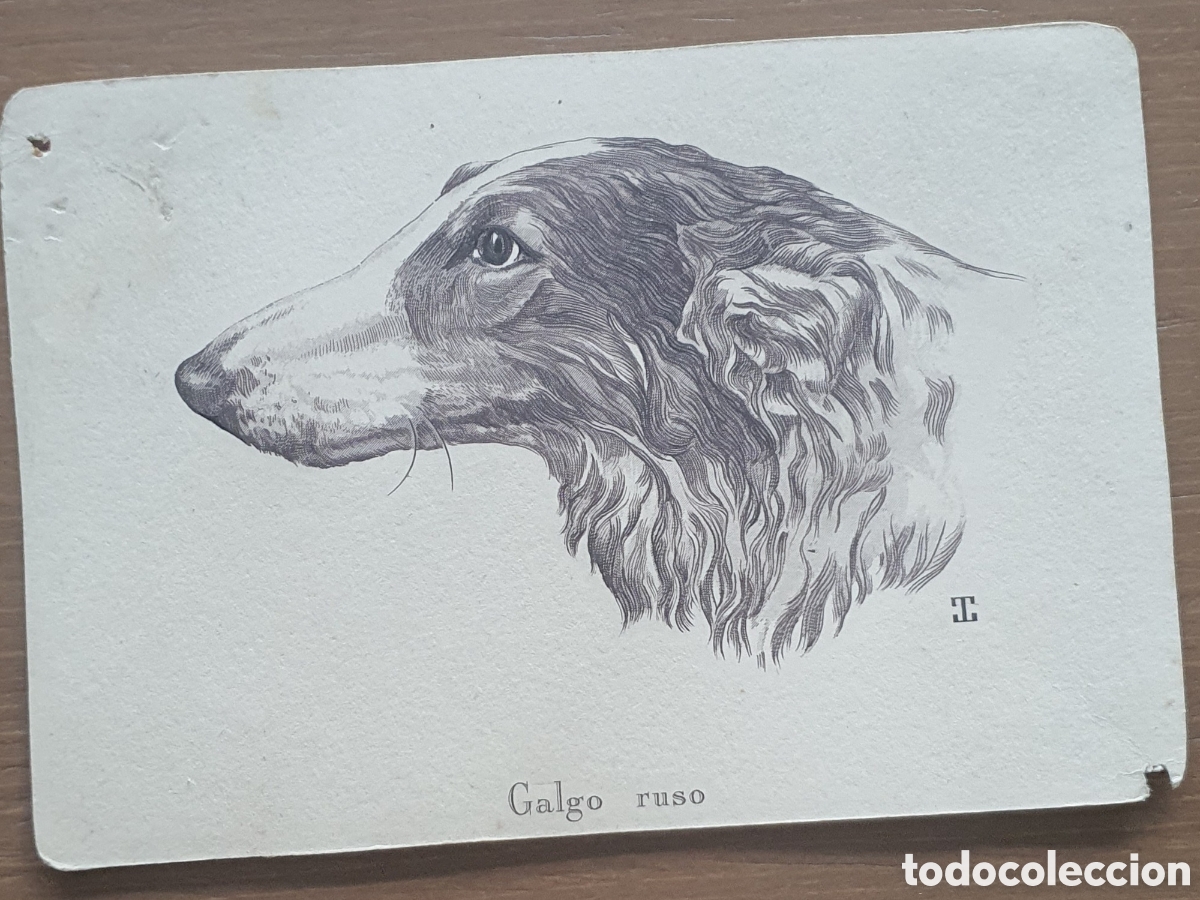 Fotograf&iacute;a antigua: COLECCI&Oacute;N POSTAL RAZAS PERROS - Foto 7