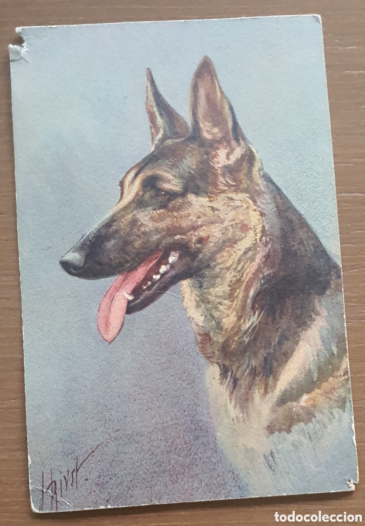 Fotograf&iacute;a antigua: COLECCI&Oacute;N POSTAL RAZAS PERROS - Foto 8