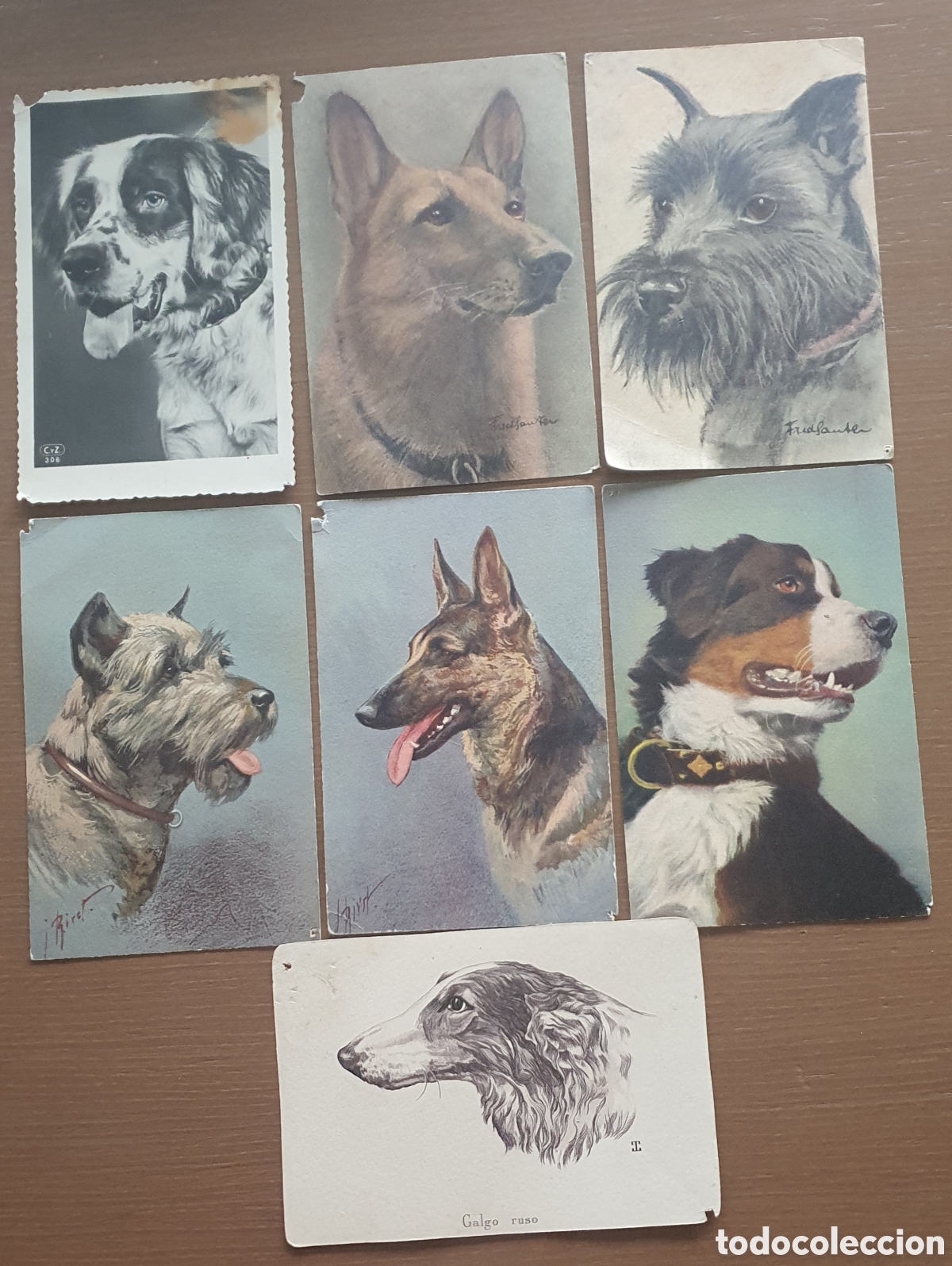 Fotograf&iacute;a antigua: COLECCI&Oacute;N POSTAL RAZAS PERROS - Foto 1
