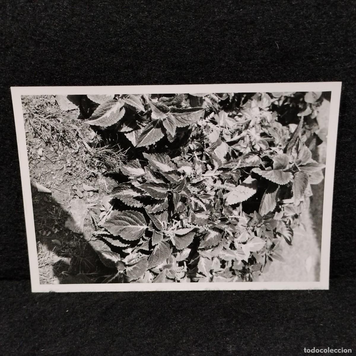 Photographie ancienne: ANTIGUA FOTOGRAFIA - FLORES SILVESTRES - C. 1900 - 12 cm / 259