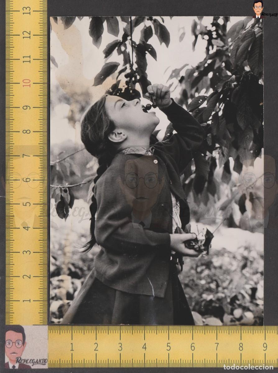 Fotografia antiga: NI&Ntilde;A TRENZA COLETAS COMIENDO CEREZAS DEL &Aacute;RBOL - FOTO ANTIGUA A&Ntilde;O 1956 - INFANCIA ESPA&Ntilde;A CAMPO