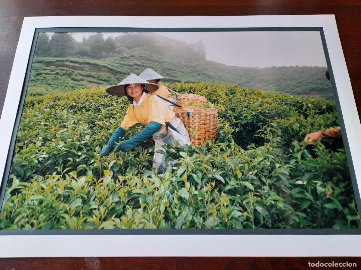 Alte Fotografie: Foto poster Recolectoras hojas te en los campos de monta&ntilde;a de Bandung isla de Java Indonesia