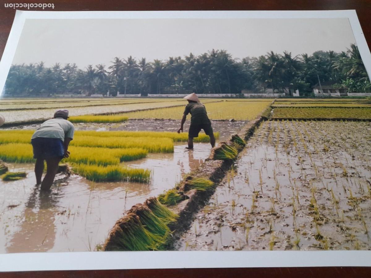 Fotografia antica: Foto poster Imagen campesinos recogiendo cosecha de arroz campos en isla de Celebes Indonesia