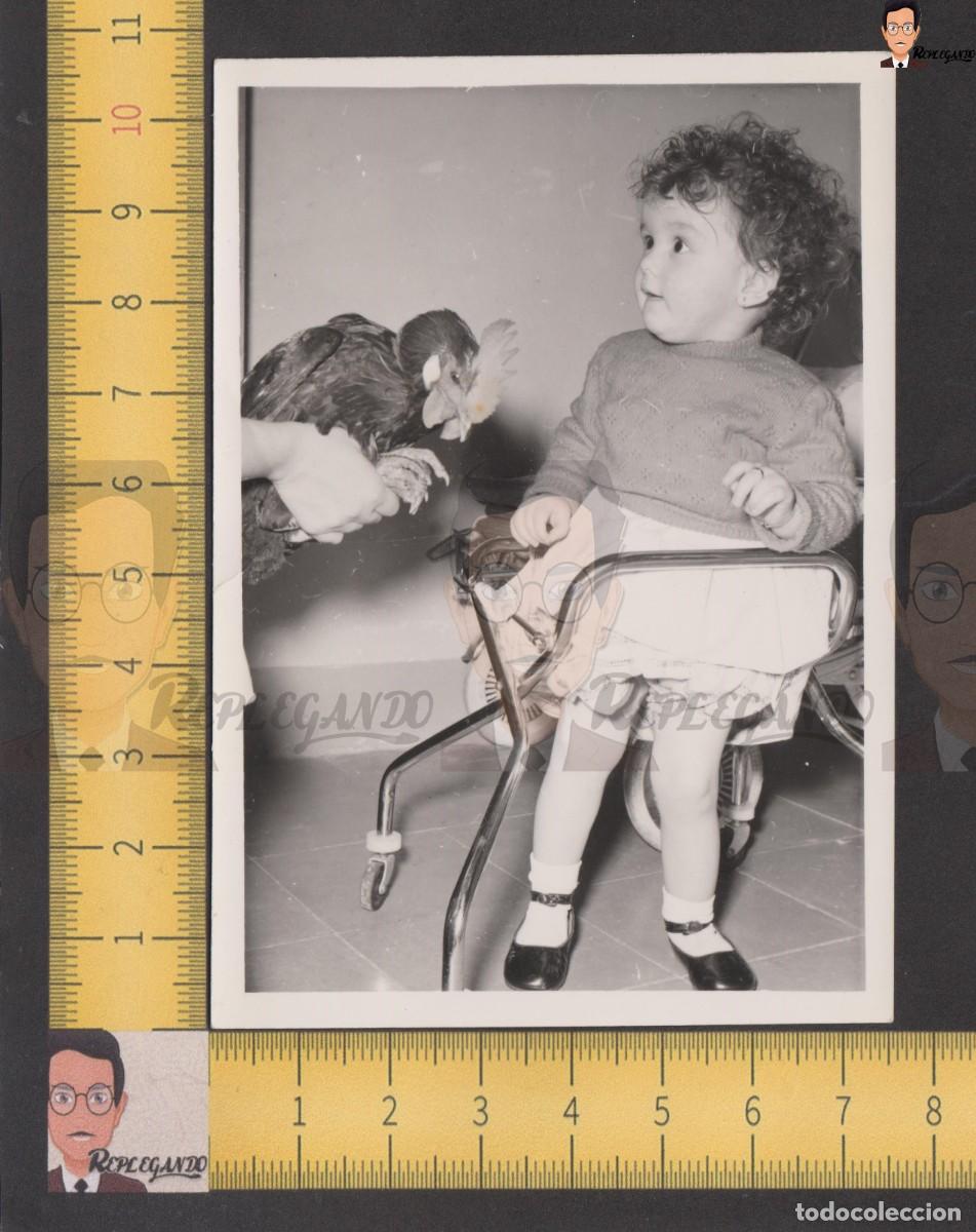 Fotografia antiga: NI&Ntilde;A EN TACAT&Aacute; CON GALLINA / FOTO ANTIGUA EN BLANCO Y NEGRO - A&Ntilde;OS 50/60 - ESPA&Ntilde;A - ANDADOR