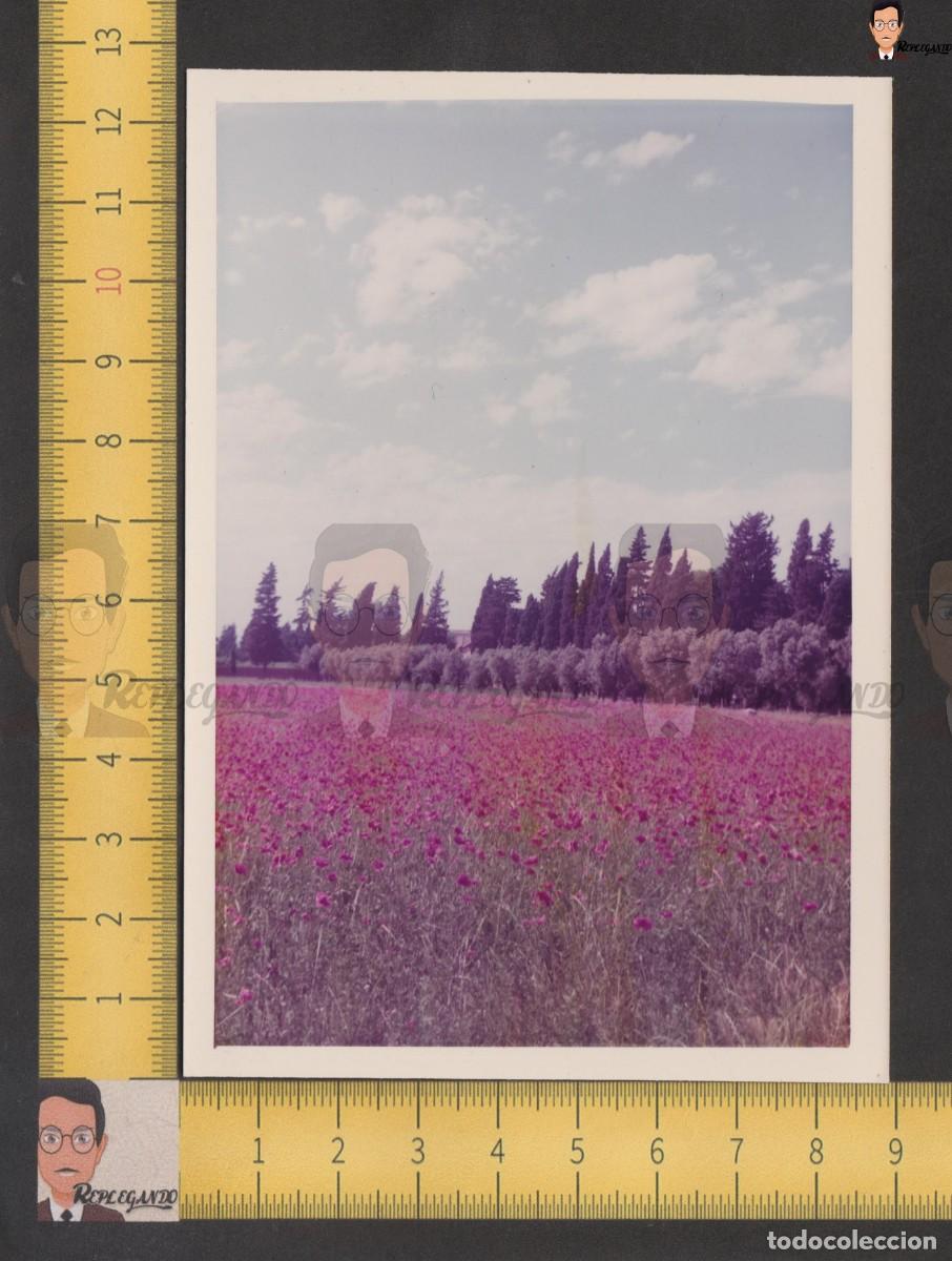 Fotograf&iacute;a antigua: PRECIOSO PAISAJE CAMPO DE AMAPOLAS, PINOS Y CIELO AZUL CON NUBES - FOTO ANTIGUA A&Ntilde;OS 70/80 ESPA&Ntilde;A