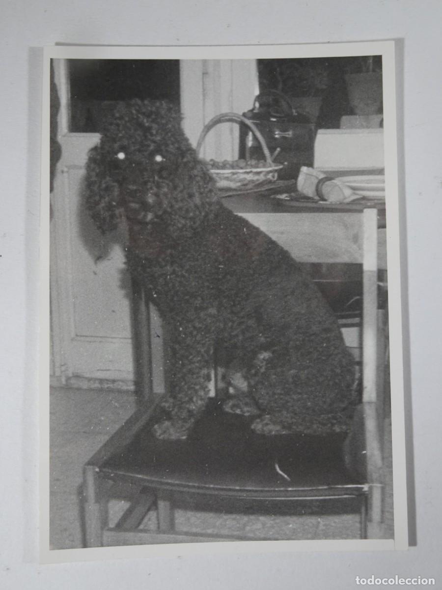 Photographie ancienne: ANTIGUA FOTOGRAF&Iacute;A DE UN PERRO, VER FOTOS