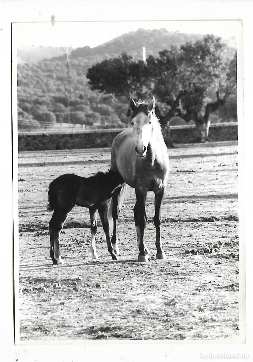 Fotograf&iacute;a antigua: ANTIGUA FOTOGRAFIA DE UNA YEGUA CON SU CRIA