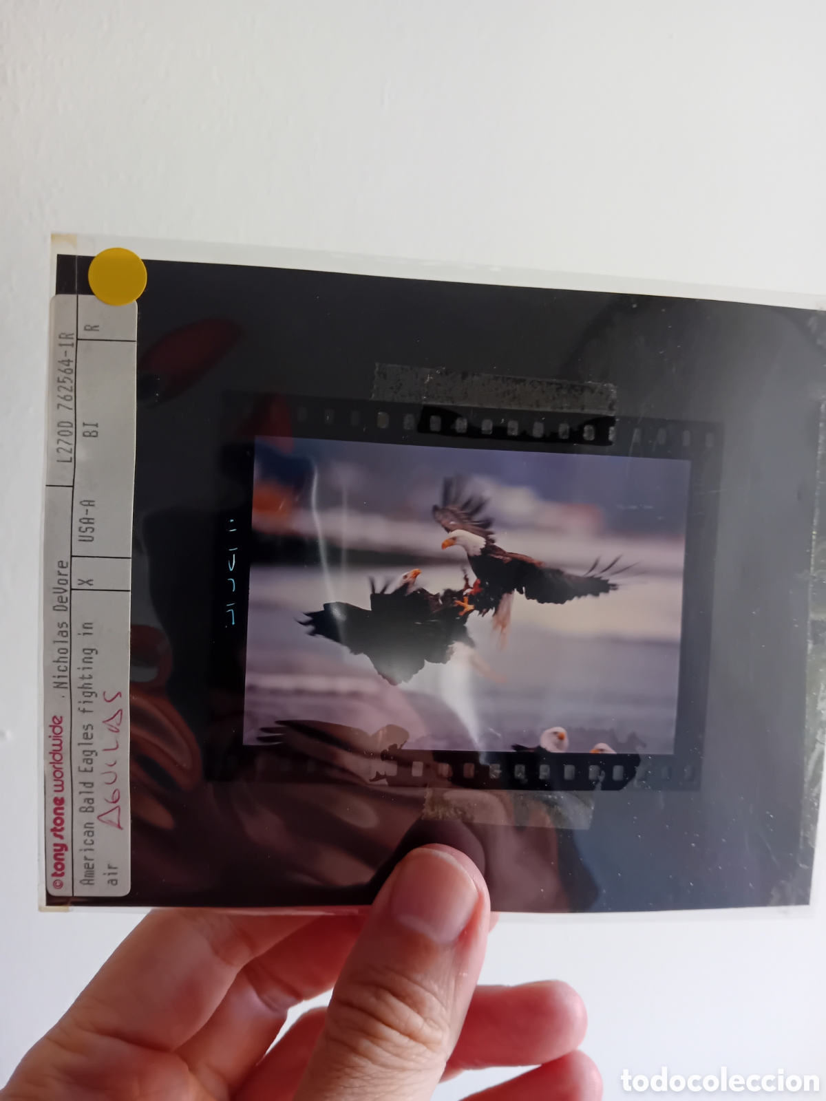 Fotografia antica: IMPRESIONANTE DIAPOSITIVA DOS AGUILAS CALVAS PELEANDO. BANCO DE IMAGEN TONY STONE. A&Ntilde;OS 90S