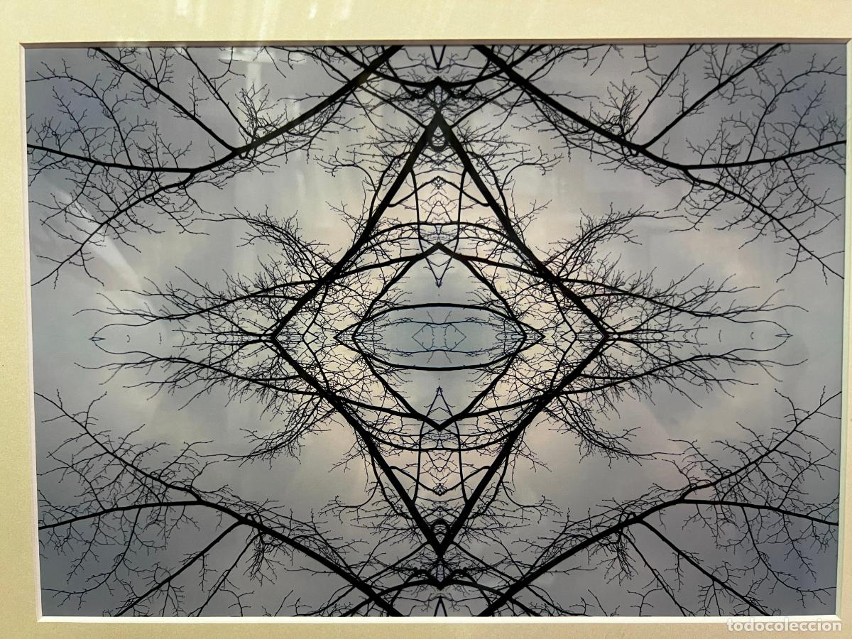 Fotograf&iacute;a antigua: fotograf&iacute;a , sin firmar , geometr&iacute;a org&aacute;nica , abstracci&oacute;n contempor&aacute;nea