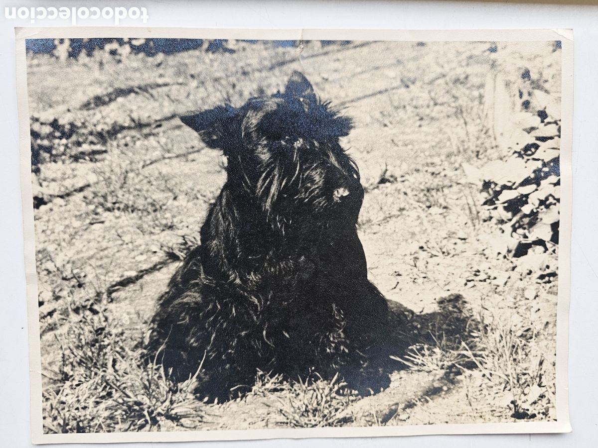 Fotograf&iacute;a antigua: Fotograf&iacute;a de Gran tama&ntilde;o de un Terrier Escoc&eacute;s 1950s 1970s