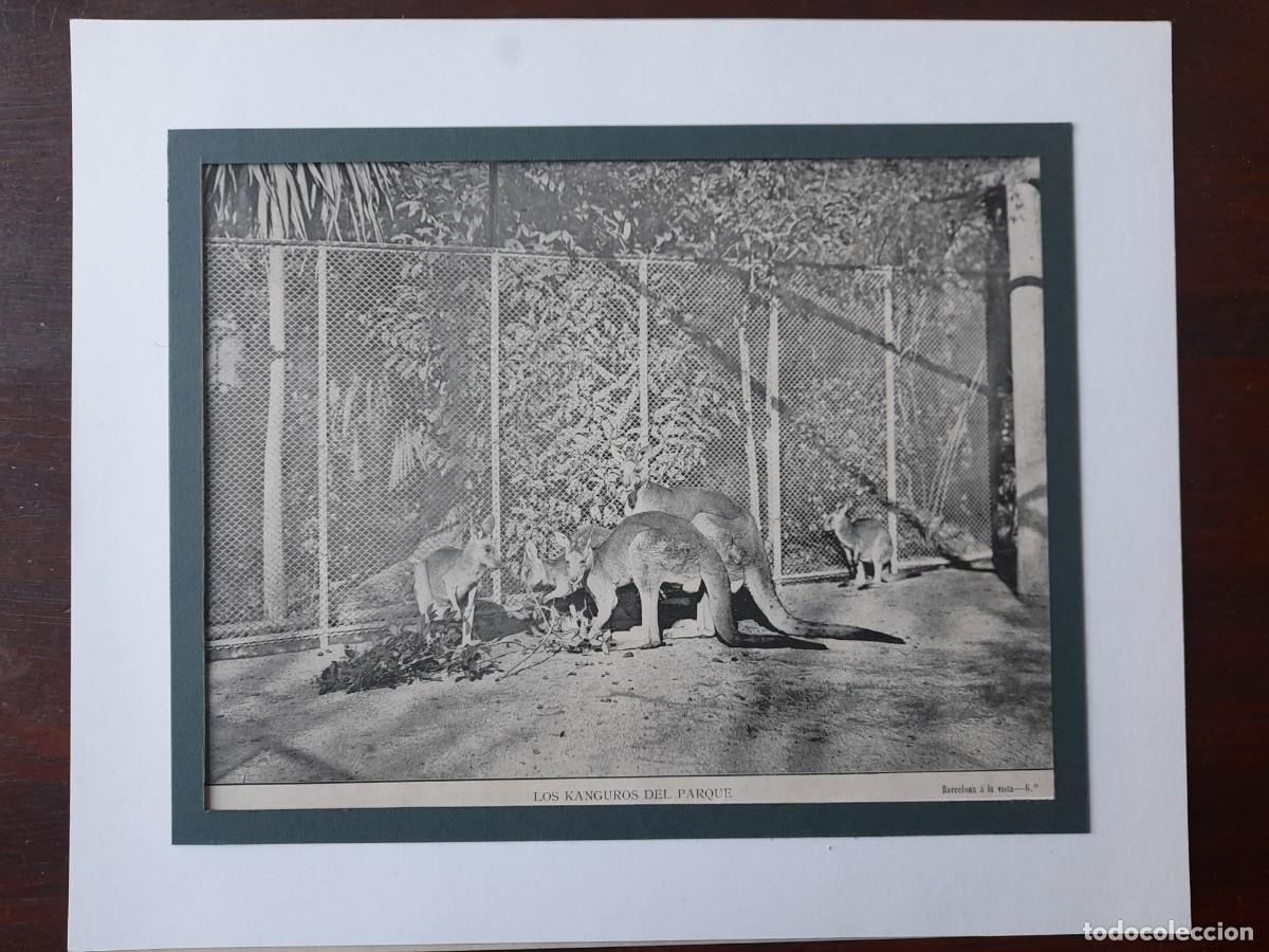 Photographie ancienne: Fotograf&iacute;a familia de Cangurs en el Zoo de Barcelona, parc Zoologic inaugurat el 1892 finals del XIX