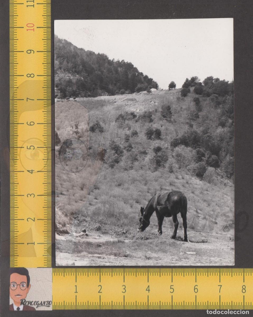 Fotografia antica: BURRO PASTANDO EN EL MONTE - FOTO ANTIGUA A&Ntilde;OS 60 - ASNO CAMPO ESPA&Ntilde;A RURAL COSTUMBRISMO