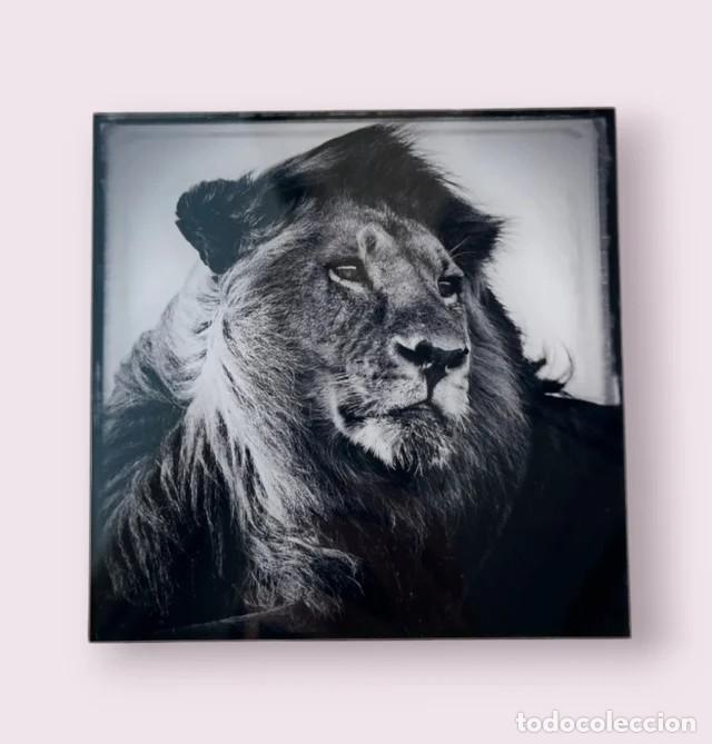 Fotograf&iacute;a antigua: Fotograf&iacute;a Le&oacute;n Limitada Numerada - Foto 1